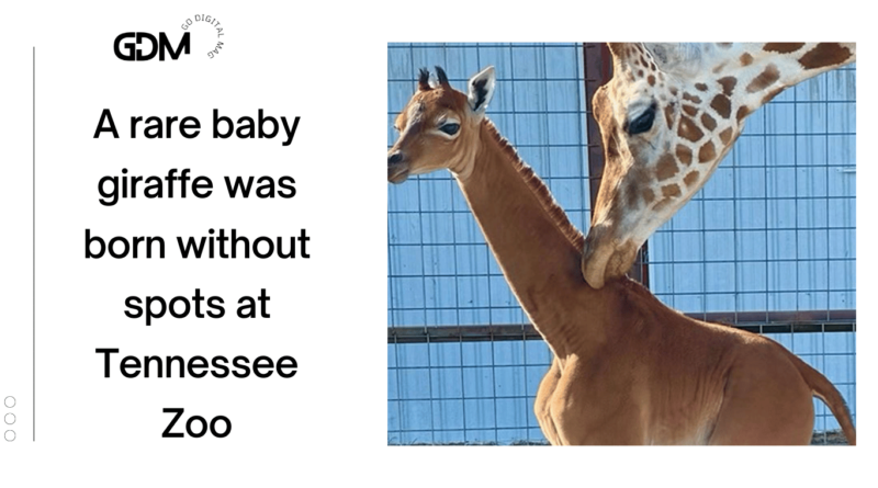 A rare spotless baby giraffe